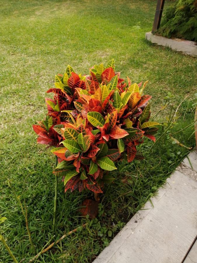 Cuautla  Hotel Quinta Del Descanso מראה חיצוני תמונה